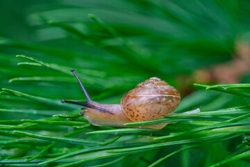 Fruticicola fruticum, a land snail climbing on a larch tree.. © heitipaves