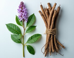 Obraz premium Licorice root plant with purple flowers green leaves and dried roots tied with twine. Isolated on white background for botanical study. Natural ingredient preparation for medicine.
