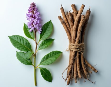 Licorice root plant with purple flowers green leaves and dried roots tied with twine. Isolated on white background for botanical study. Natural ingredient preparation for medicine.