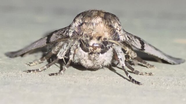 

4K Extreme Close-up Macro Front View Shot of a Large Plain Grey Hawkmoth (Psilogramma increta) Sleeping on a Concrete Tunnel Wall #003

