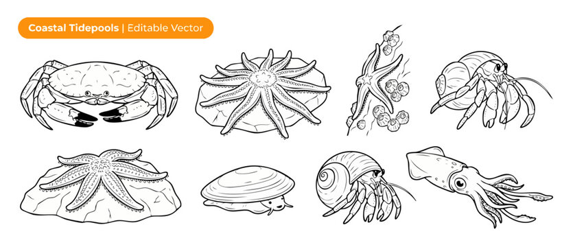 Tidepool animals vector line art set with isolated black and white outline illustrations of coastal sea creatures including crab, starfish, hermit crab, squid, and clam, perfect for coloring book.