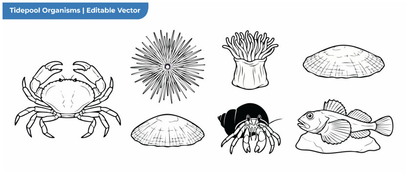 Tidepool animals vector line art set of marine creature outlines including shore crab, sea urchin, sea anemone, limpet shell, hermit crab, and goby fish icons for educational coloring book design.