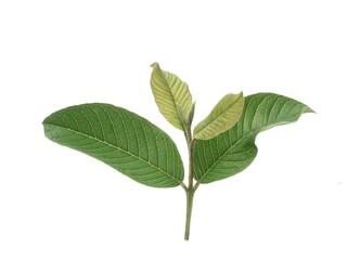 fresh green guava leaves with a young sprout on a small stem, isolated on a pure white background. Ideal for themes related to herbal medicine, healthy lifestyle, agriculture, and natural cosmetics © Eka