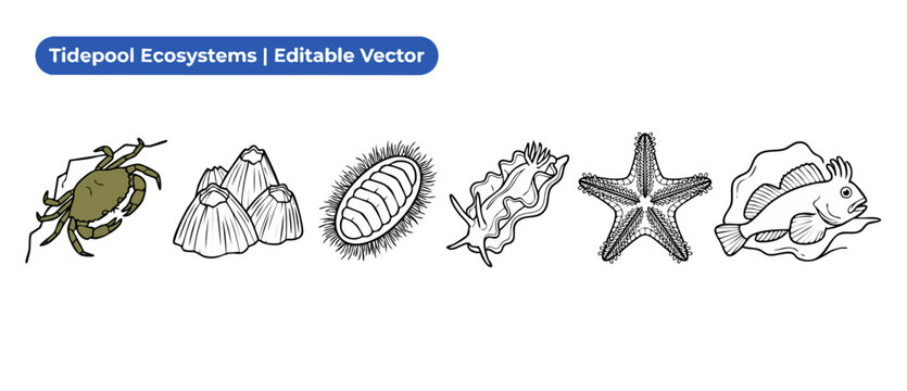 Tidepool animal vector icons set featuring shore crab, barnacles, chiton, sea slug nudibranch, starfish, and sculpin fish line art illustrations for marine biology, coastal nature, and ocean science.