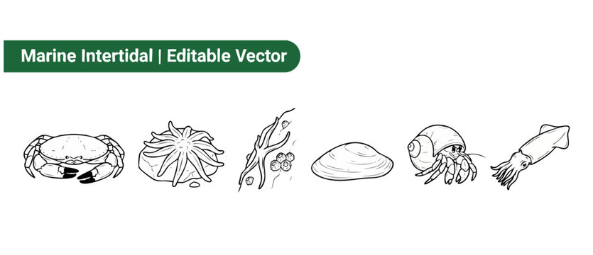 Marine animal vector icons set showing intertidal sea life including crab anemone starfish clam shell hermit crab and squid in black and white line art for coloring book design and educational use.