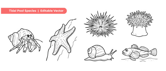 Tide pool animal line art illustration set featuring hermit crab starfish sea urchin anemone sea snail and fish in black and white outline style for educational ocean nature coloring book page layouts © Dinali