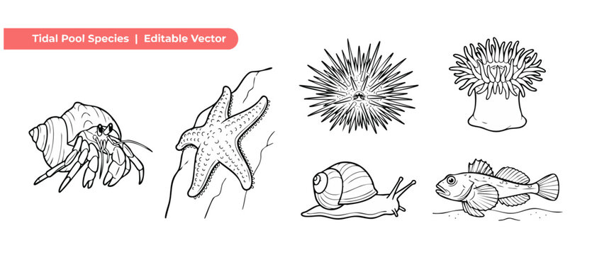 Tide pool animal line art illustration set featuring hermit crab starfish sea urchin anemone sea snail and fish in black and white outline style for educational ocean nature coloring book page layouts