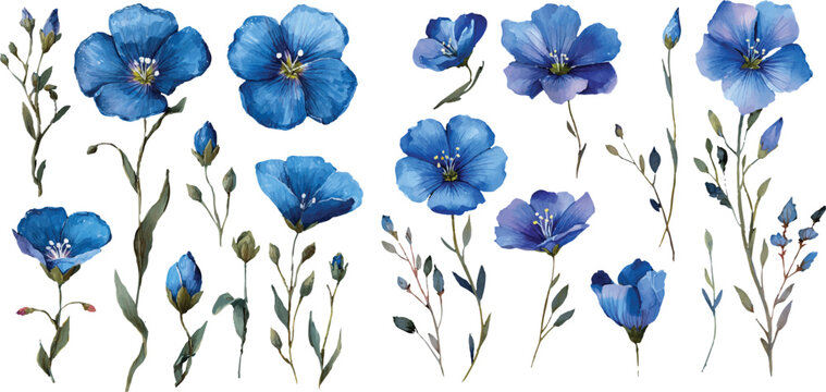 blue iris flowers