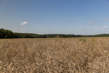 Fototapeta premium golden rapeseed in the field, canola field
