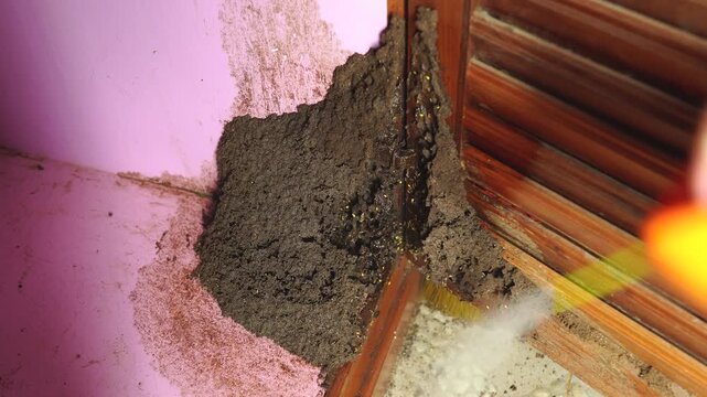 Close-up of spraying pesticide on a termite nest attached to a wooden wall. Pest control, termite treatment, home maintenance, property protection, and insect infestation prevention concept.