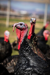Vertical close up of a domestic turkey. A sharp vertical profile portrait focusing on the head, beak, and red wattle of a domestic black turkey with a blurred flock and background. © htarik