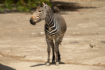 Frontal view of Zebra © Gultekin