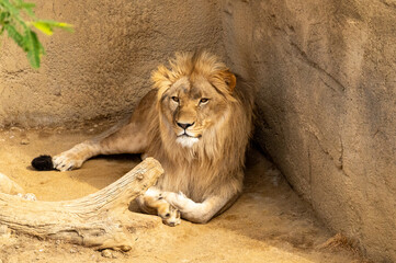 Lion in captivation © Gultekin