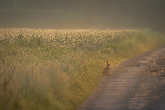 In den sanften, weichen Farben des fr&uuml;hen Morgens, wenn das Licht noch wie fl&uuml;ssiger Honig &uuml;ber das Getreidefeld flie&szlig;t, sitzt er da &ndash; ein kleiner W&auml;chter am Rande des Weges. Der Feldhase, in dieser f