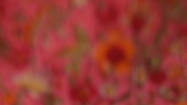 Vibrant silk fabric with orange and pink floral patterns falls on a white background. This elegant textile motion is ideal for fashion branding, commercial ads, and creative apparel marketing.