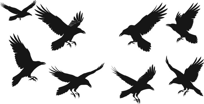Flying black ravens and crows silhouette set, dark gothic bird illustration showing wings spread in various flight poses and movements