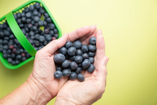 Hands holding freshly picked, ripe blueberries.