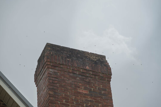 Honeybee swarm on the outside of a brick chimney of a residential house