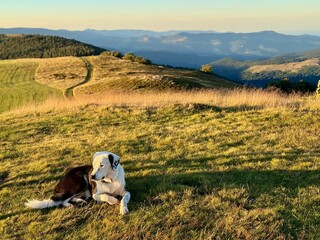 Two dogs resting together on the high summer pastures © Mickaël LEBRET