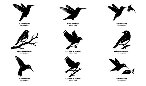 Hummingbird silhouettes and perched garden songbirds icon collection featuring flying wild avians feeding on nectar flowers, tree branches, and nature wildlife graphic elements.