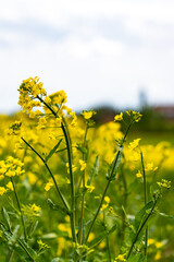 Obraz premium Close up of blooming yellow rapeseed flower in the field