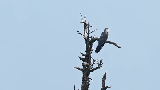 Common cuckoo resting quietly atop a tree overlooking a peaceful mountain forest.