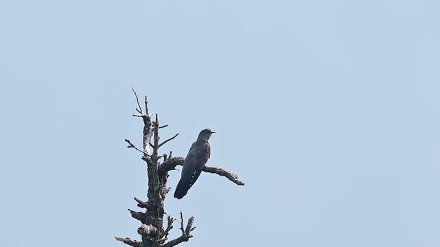 Common cuckoo standing against open skies above a picturesque forest environment.