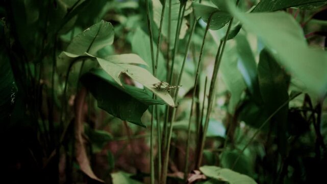 A beautiful slow-motion close-up of a butterfly fluttering through a dense forest environment. Sunlight filters through the trees as the delicate insect moves gracefully among lush vegetation, creatin