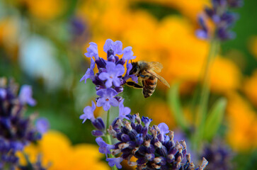 Honigbienen © fra