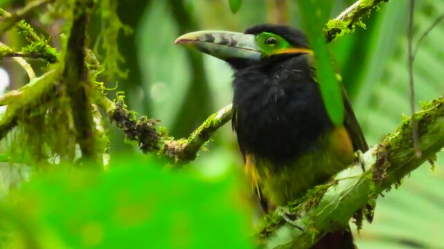 The spot-billed toucanet (Selenidera maculirostris) endemic to the Atlantic Forest.