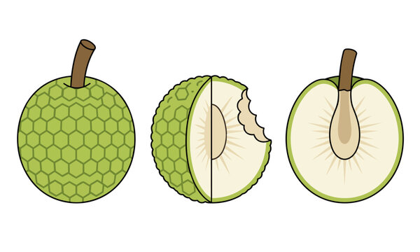 Vector illustration of Ugli Fruit