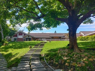 Naklejka premium Large tree and stone path leading to traditional building in park