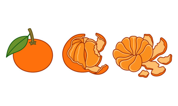 Vector illustration of Mamey Sapote