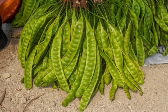 A large bunch of fresh green petai pods (bitter beans or twisted cluster beans) displayed on the ground.