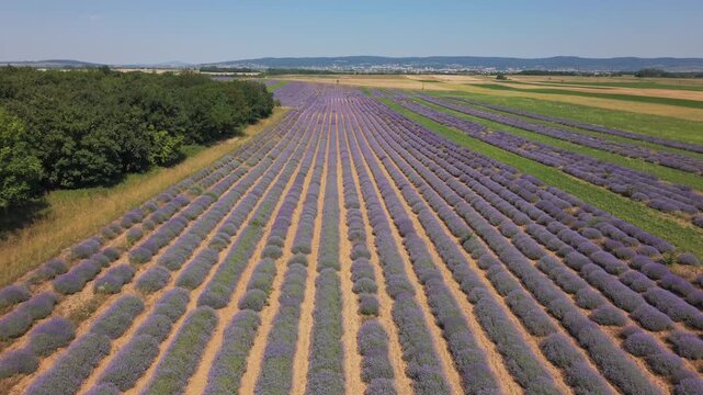 Luftaufnahme &uuml;ber bl&uuml;hendem Lavendelfeld im Burgenland, &Ouml;sterreich &ndash; Drohnenvideo mit violetten Lavendelreihen (aufsteigende Vorw&auml;rtsbewegung, hoch)