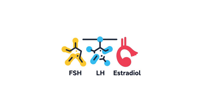 FSH, LH, Estradiol Hormones - Reproductive Cycle, Fertility, Endocrine System