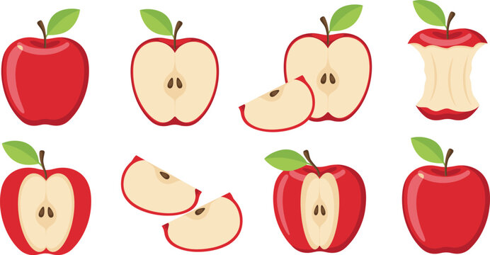 Fresh red apple vector illustration set with whole fruit leaves half cut slices core and organic juicy pieces isolated on white background