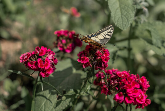 Butterfly resting on vibrant pink flowers in sunlight.