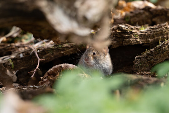 Bank vole Myodes glareolus peeking from woodland log shelter in spring light.