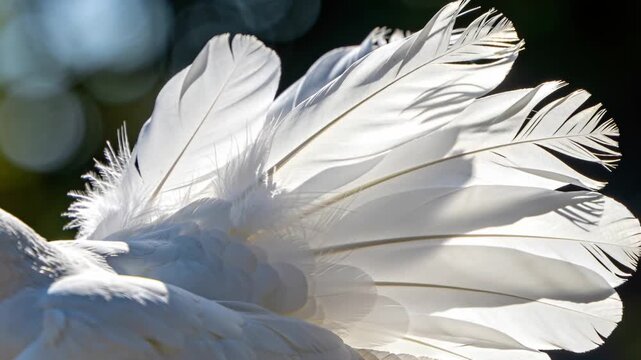 Fanning white bird tail and body side aligning feathers on perch, showing backlit rachises