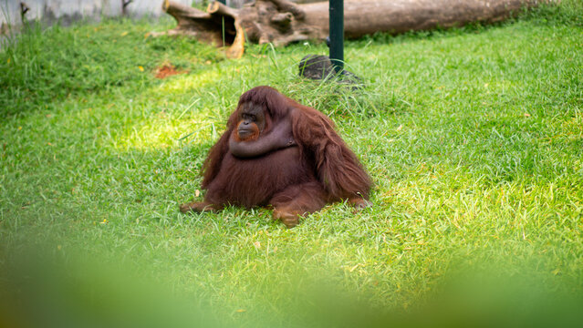 Orangutan sitting on green grass in a natural outdoor setting