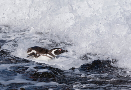 Ping&uuml;ino de magallanes surfeando ola