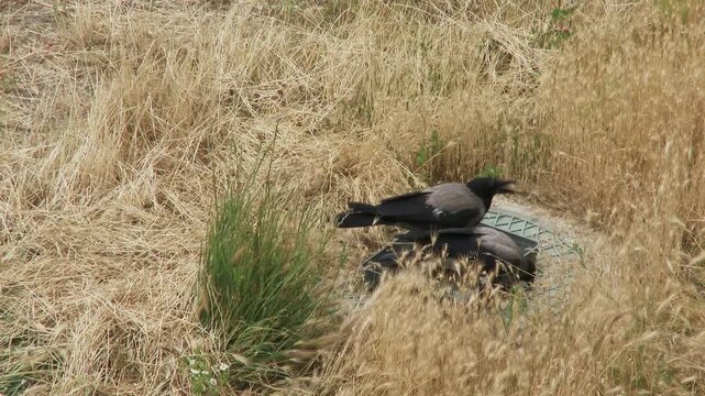 Two hooded crows drinking water from a bowl on field in hot summer day.