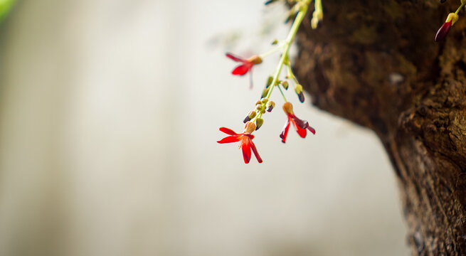 Close up of small red Averrhoa bilimbi flowers blooming on the tree trunk with soft blurred background.
