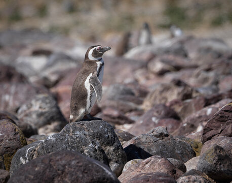 Ping&uuml;ino de magallanes sobre roca.