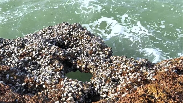 Barnacle-covered rocky shoreline with green surf