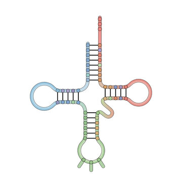 Transfer RNA Clover Leaf Model Isolated on Background