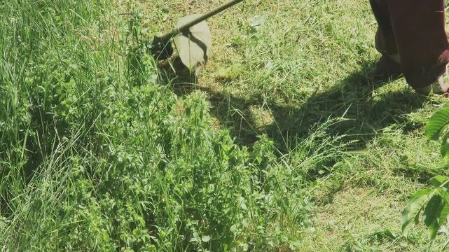 Close up of string trimmer cutting tall green grass on a sunny day.