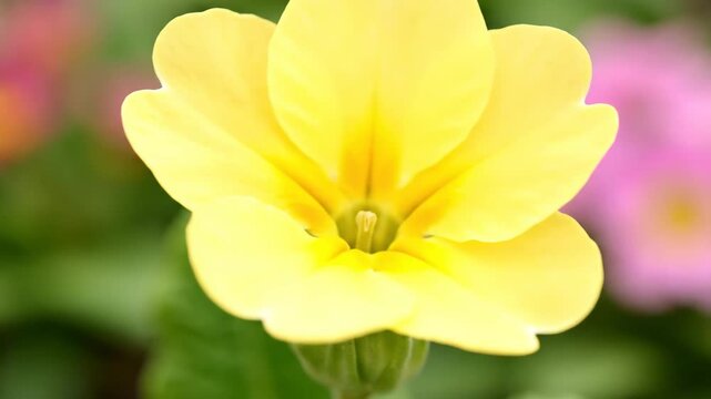 Macro shot of yellow primrose bud blooming in spring garden.
