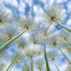 Obraz premium Flowers grow tall under blue sky with clouds in spring season